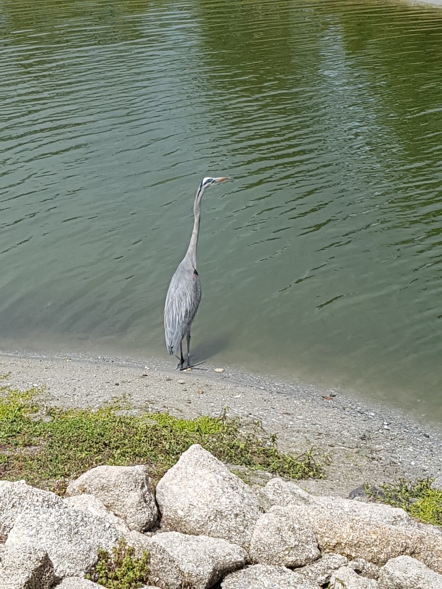 Kanadareiher - ML645987014