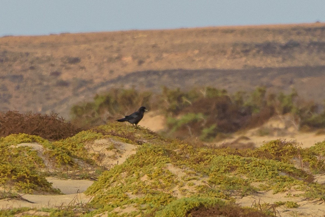 Wüstenrabe - ML645987015