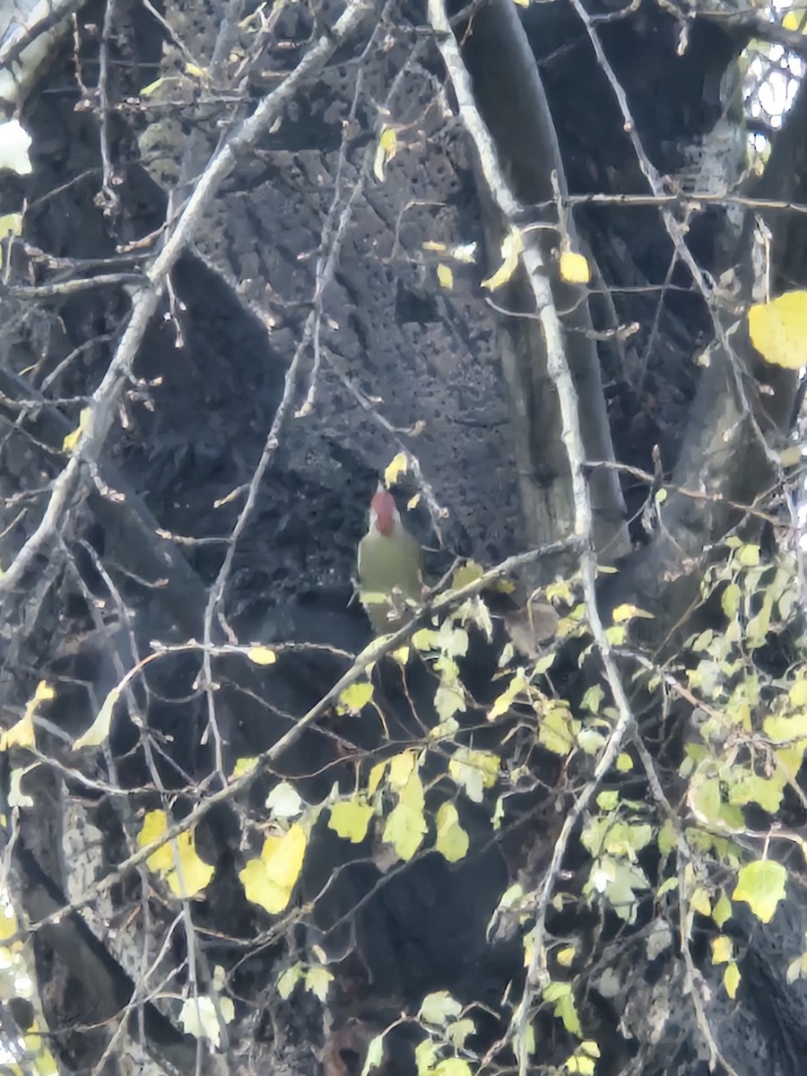 Grünspecht - ML645987017