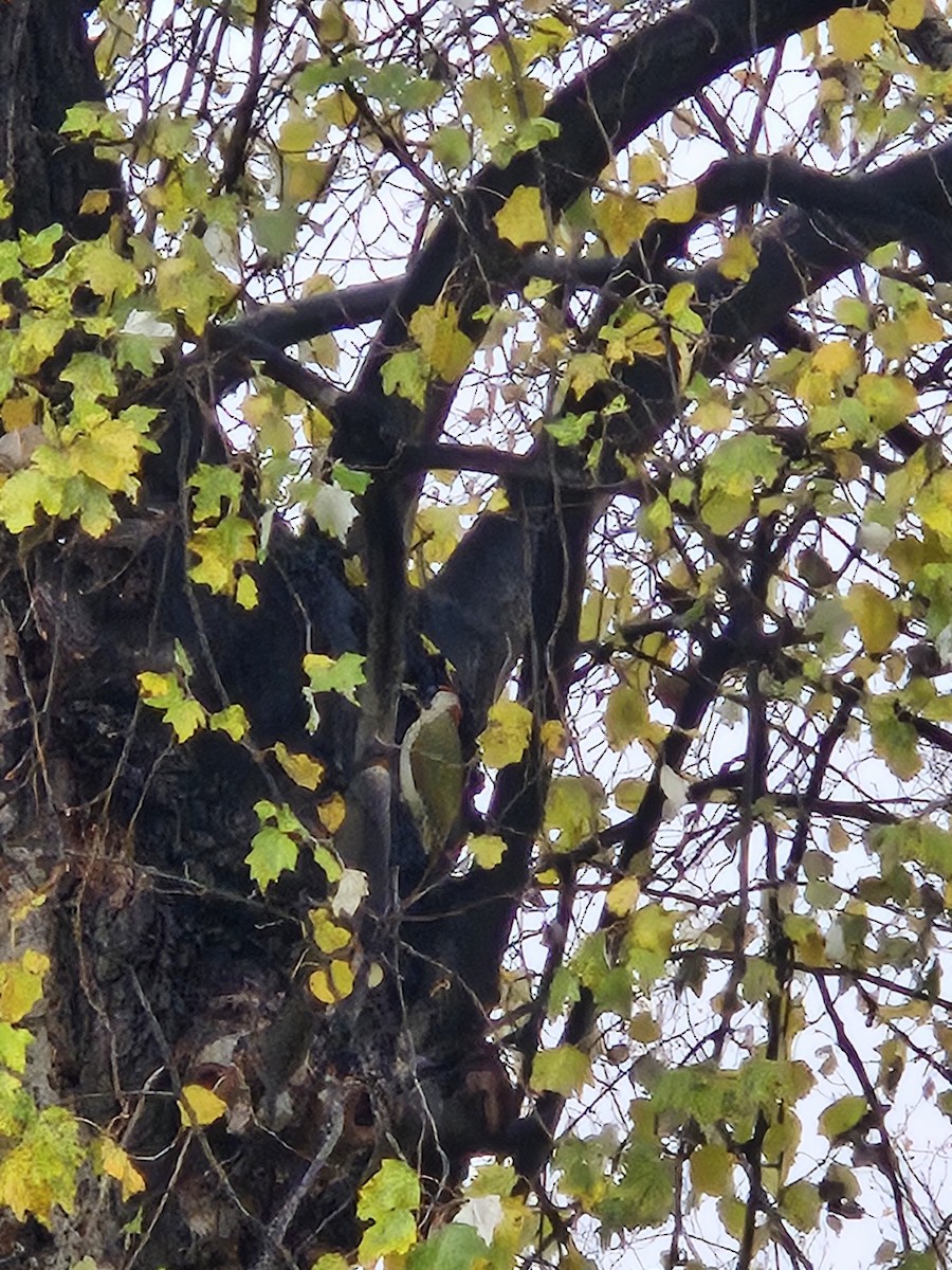 Grünspecht - ML645987018