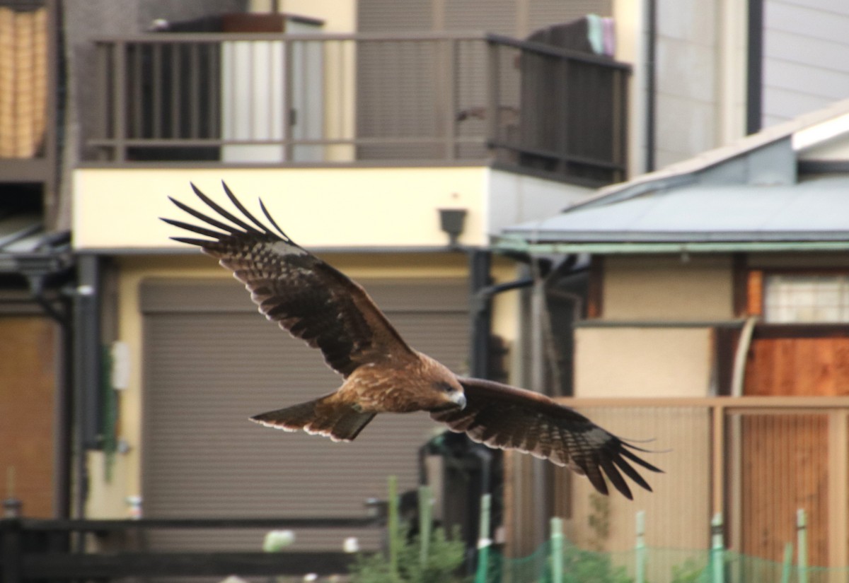 svartglente - ML645987027