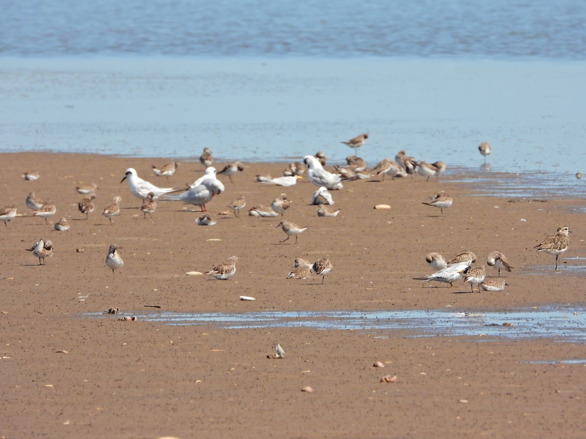 コシジロウズラシギ - ML645987028