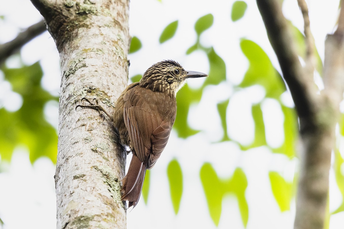 Planalto Woodcreeper - ML645987039