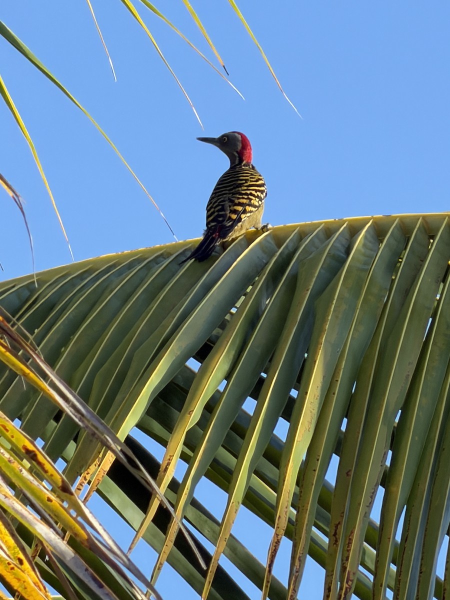 Hispaniolan Woodpecker - ML645987058