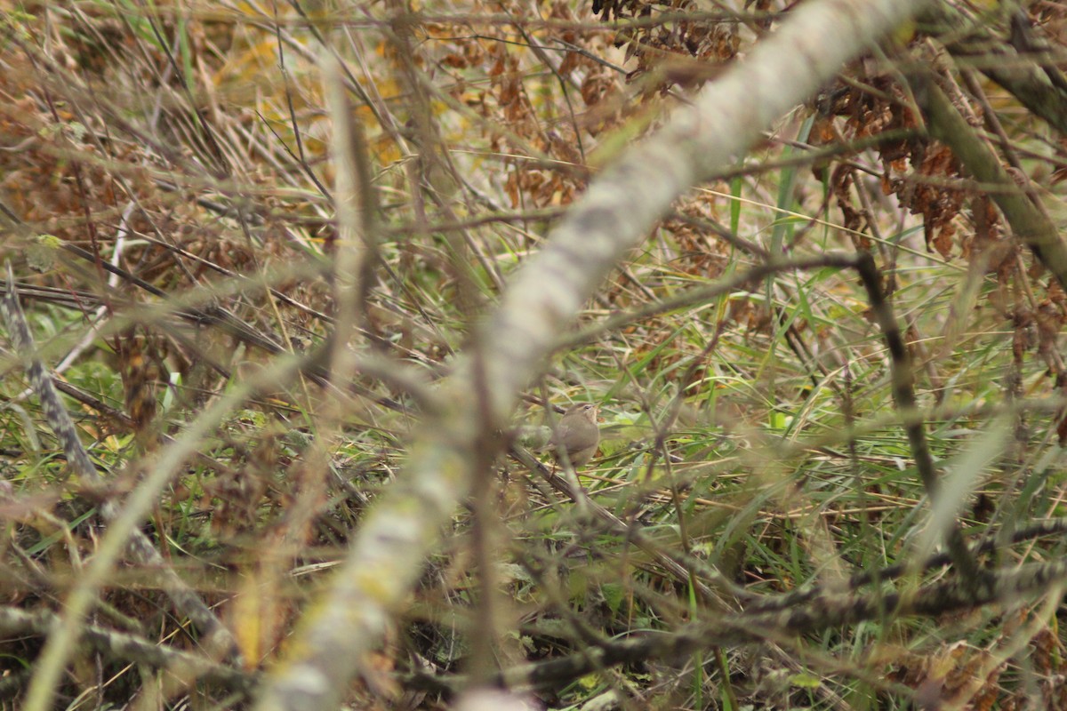 Esmer Çıvgın - ML645987062