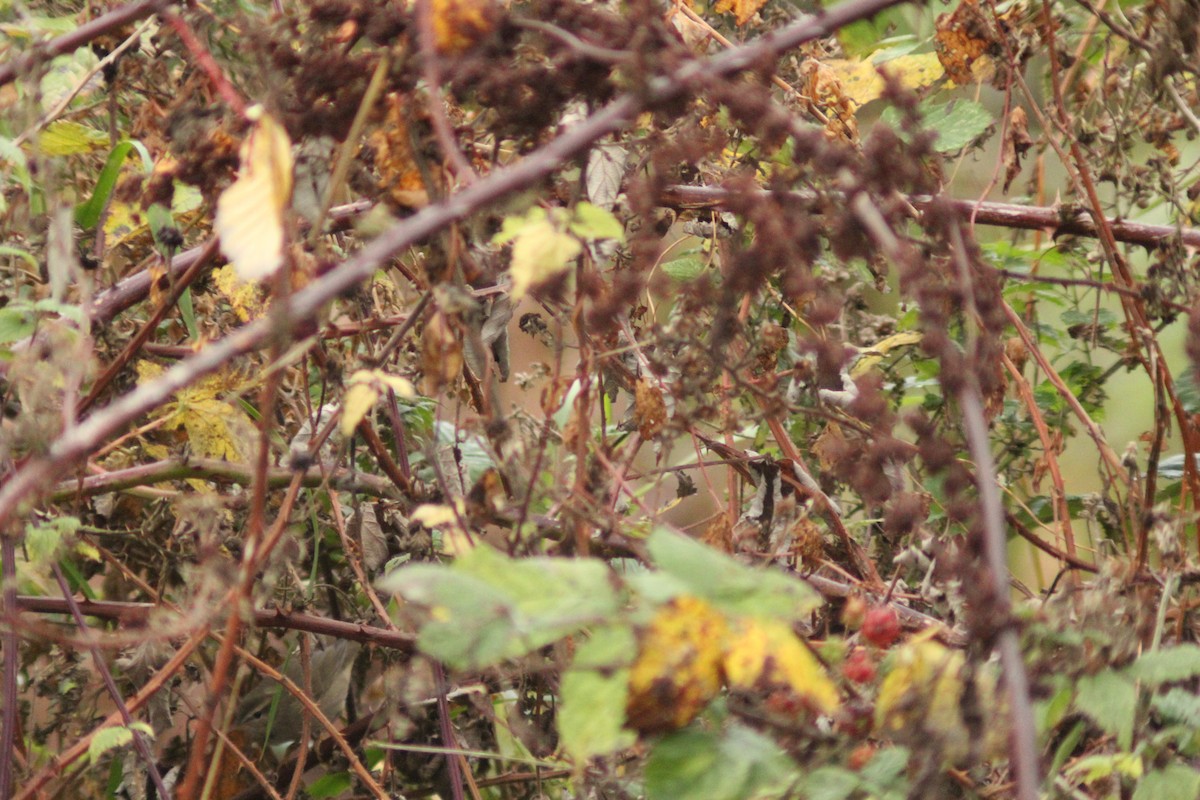 Esmer Çıvgın - ML645987063