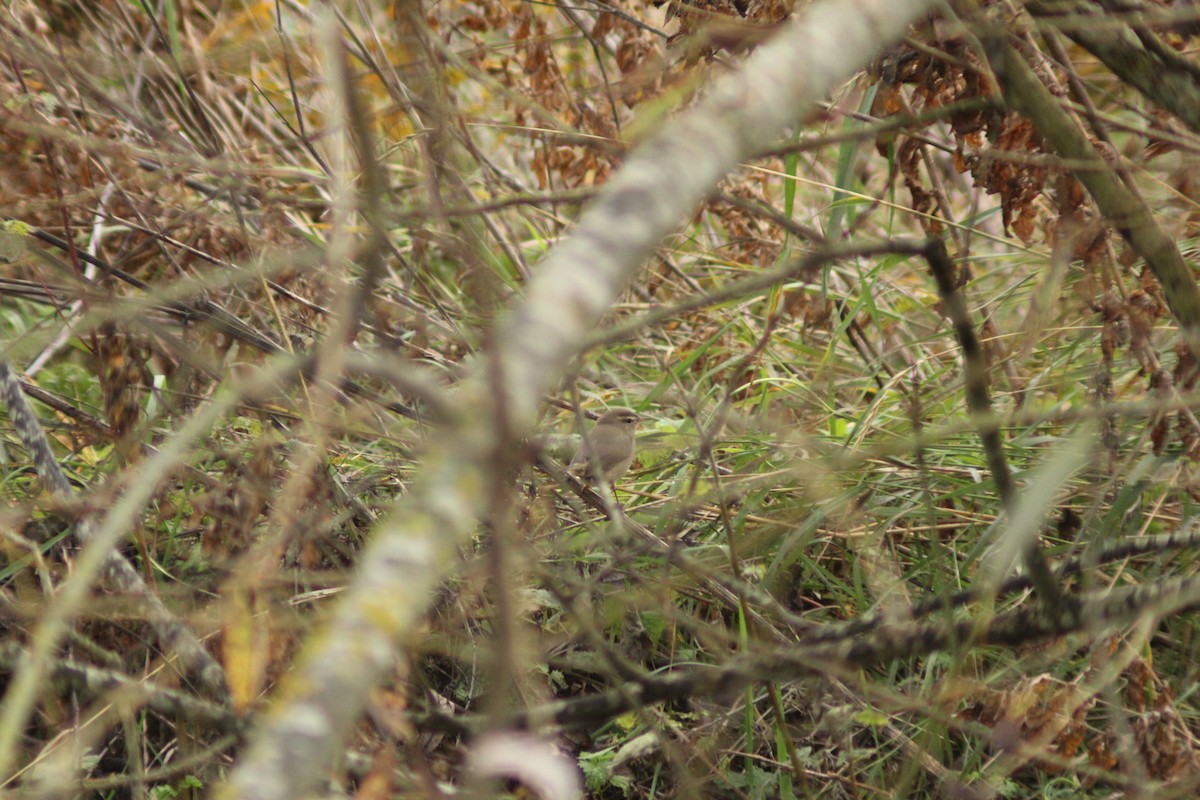 Esmer Çıvgın - ML645987064