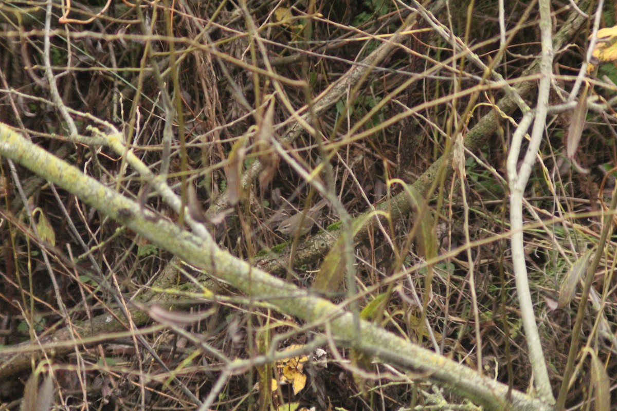 Esmer Çıvgın - ML645987065