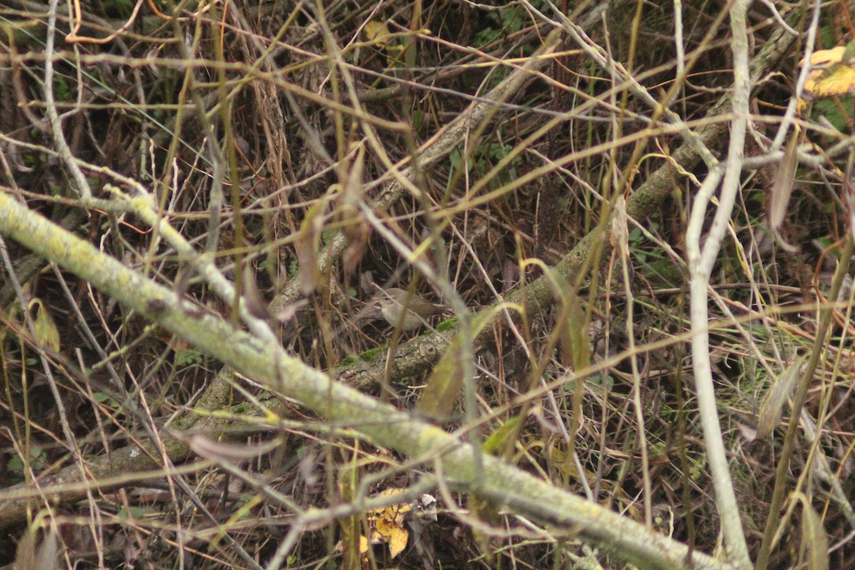 Esmer Çıvgın - ML645987066