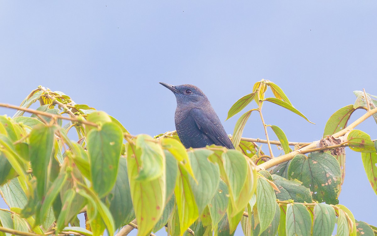 イソヒヨドリ - ML645987067