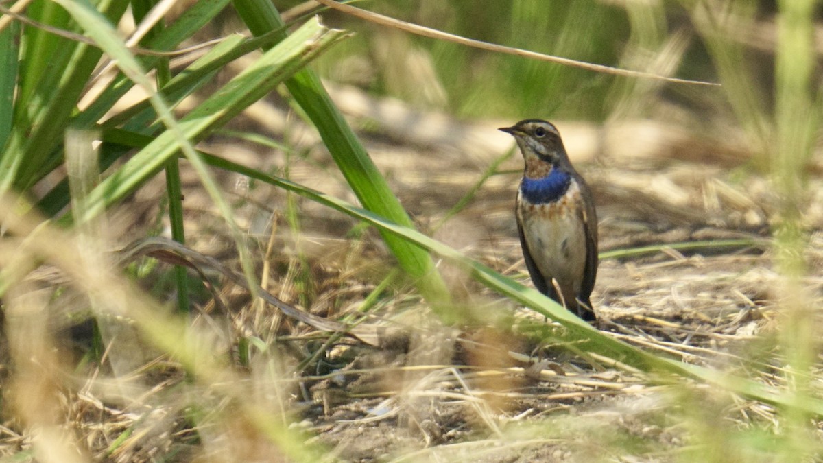 Pettazzurro - ML645987069