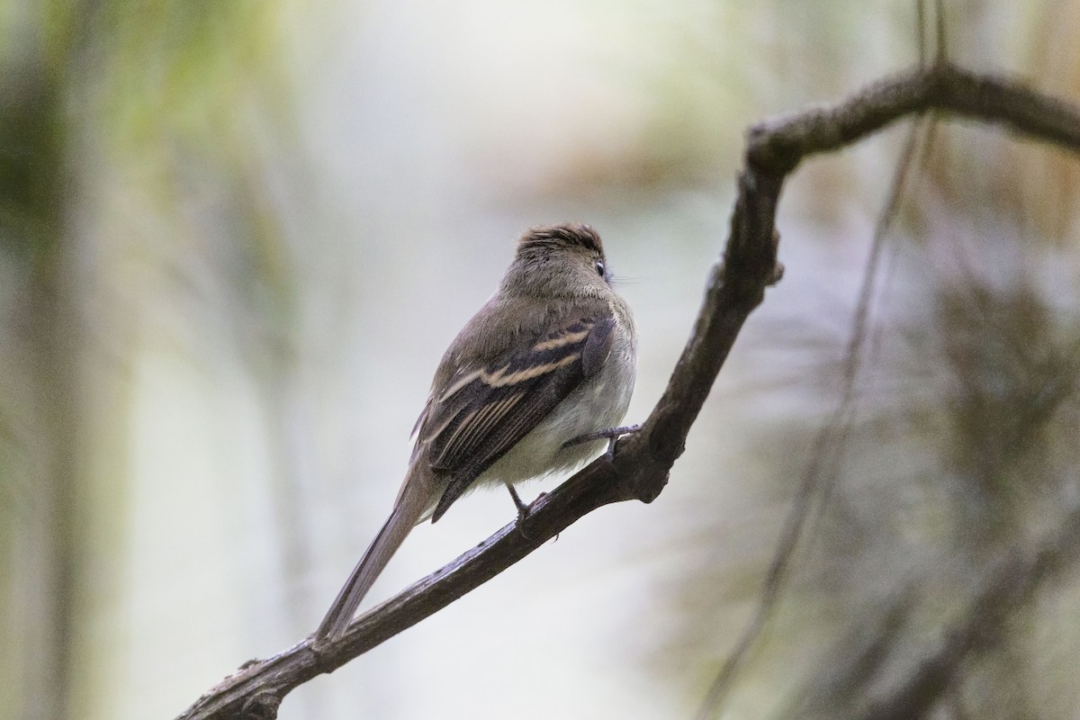 Euler's Flycatcher - ML645987075