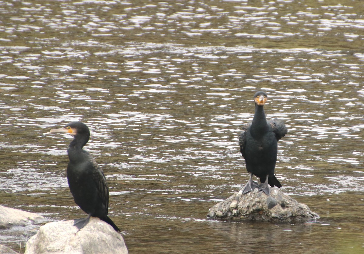 storskarv/japanskarv - ML645987076