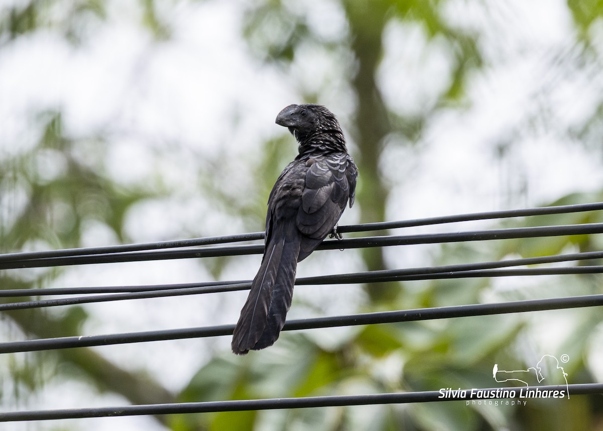 Smooth-billed Ani - ML645987077