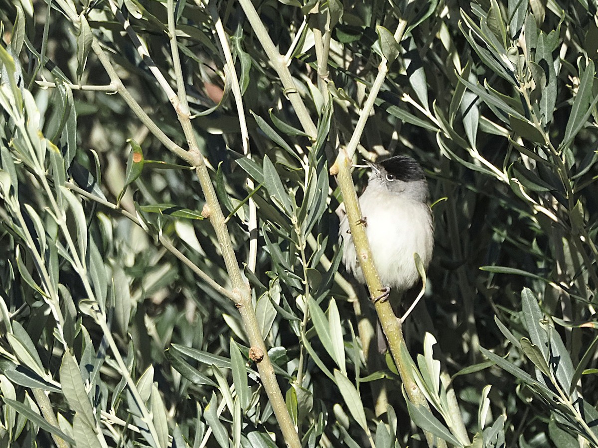 Eurasian Blackcap - ML645987079