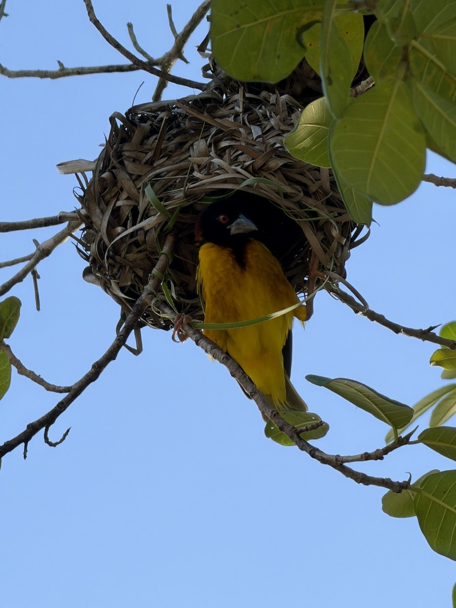 Tessitore gendarme - ML645987082