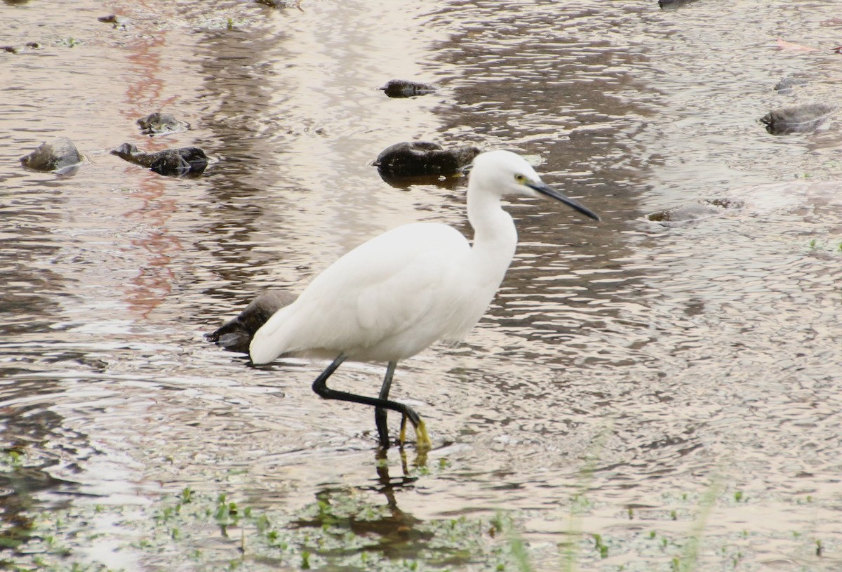 silkehegre - ML645987083