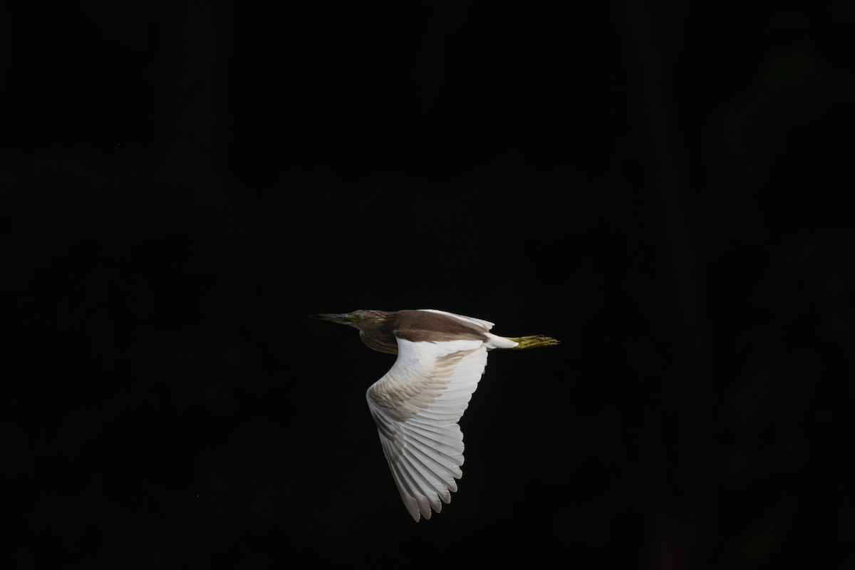 Indian Pond-Heron - ML645987084