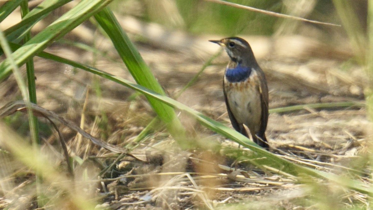 Pettazzurro - ML645987089