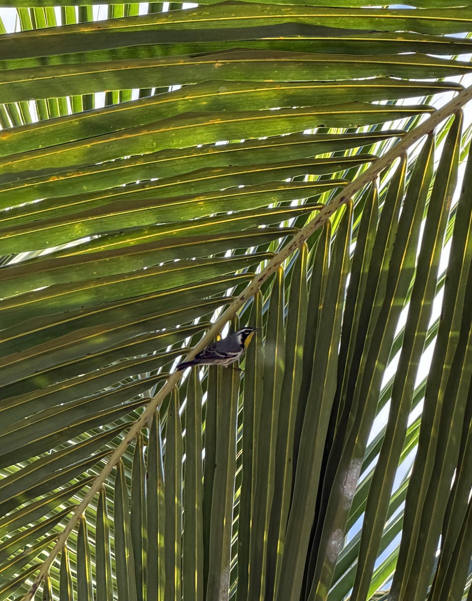 Yellow-throated Warbler - ML645987092