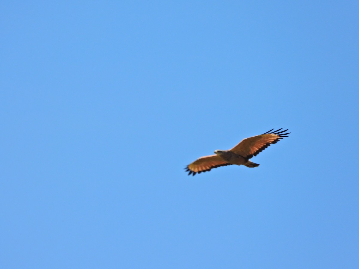 Саванный крабоед - ML645987095