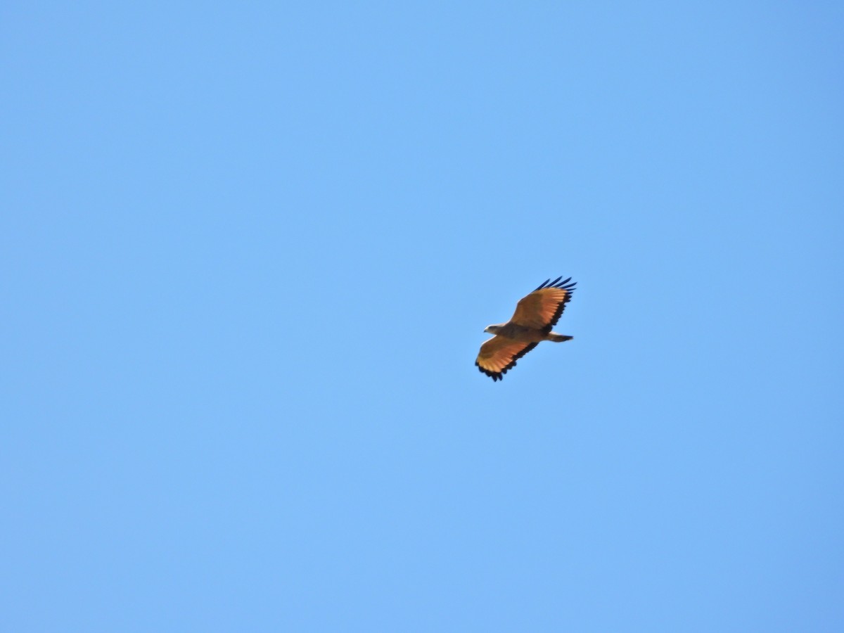 Саванный крабоед - ML645987096