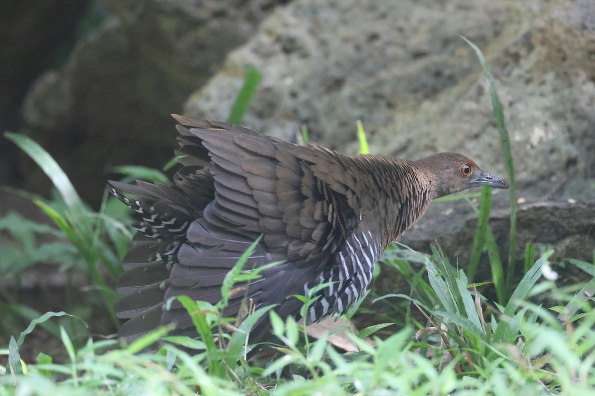 Slaty-legged Crake - ML645987100