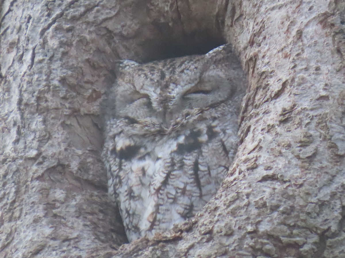 Eastern Screech-Owl - ML645987102
