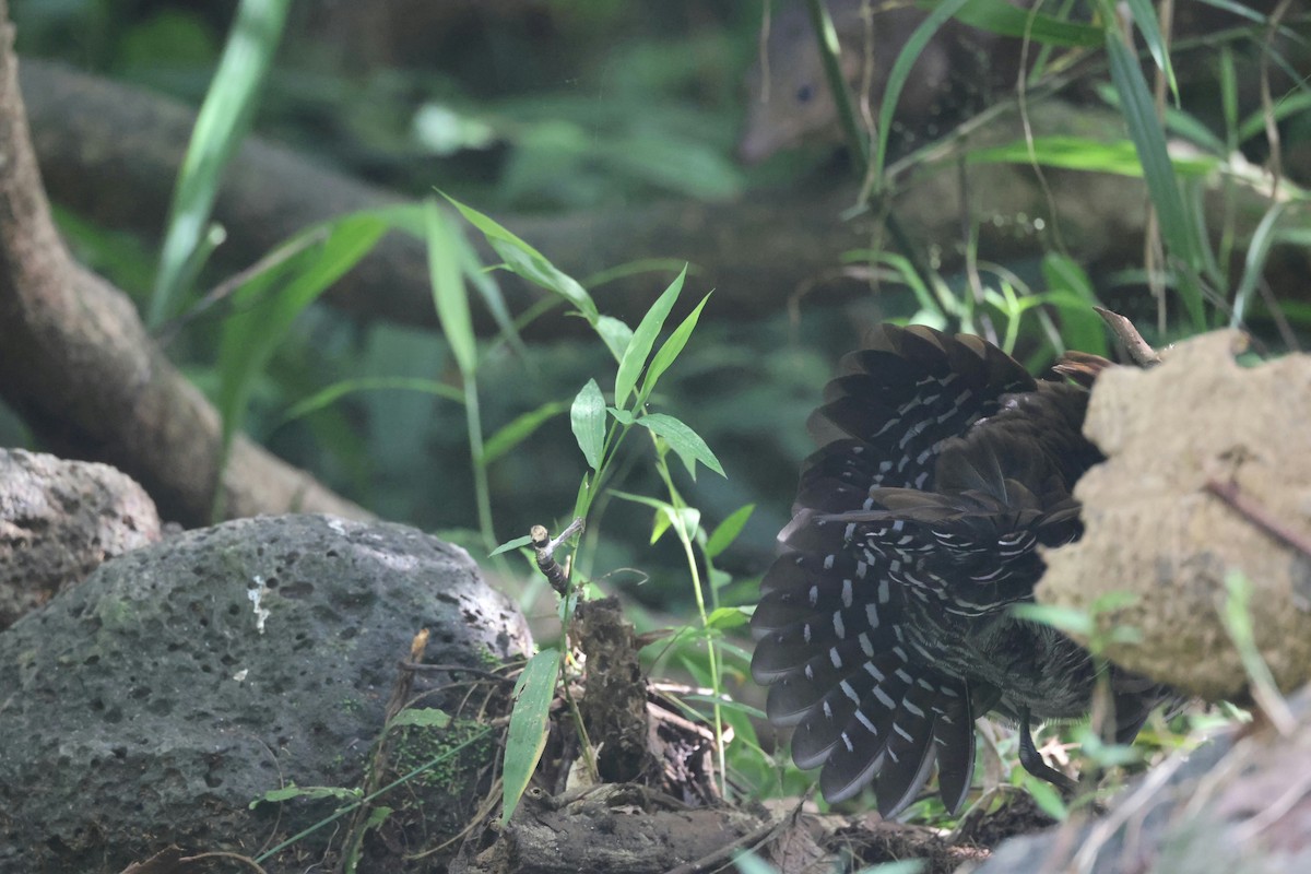 Slaty-legged Crake - ML645987105