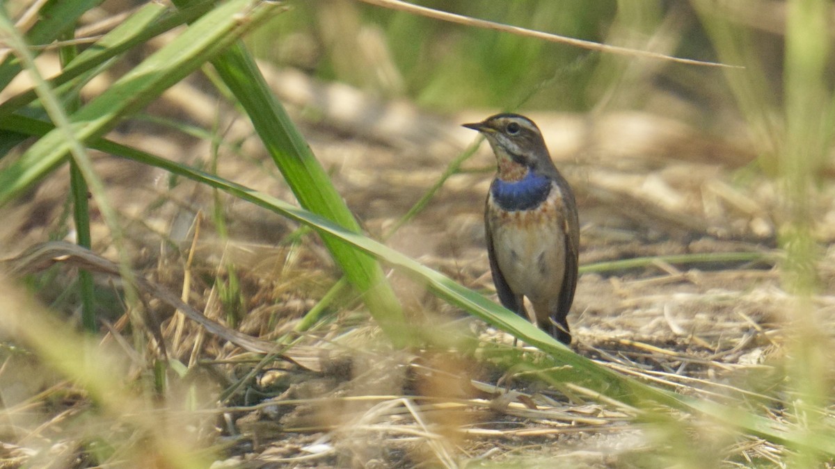 Pettazzurro - ML645987106