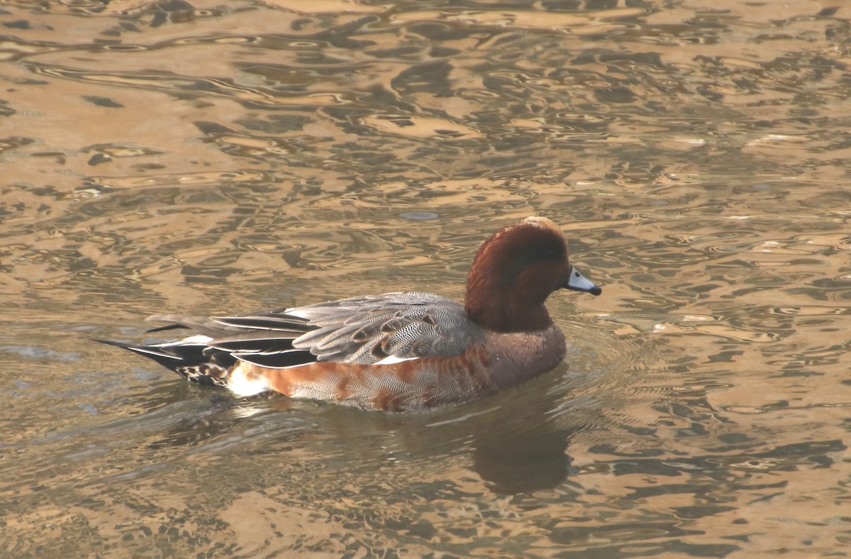 brunnakke - ML645987112