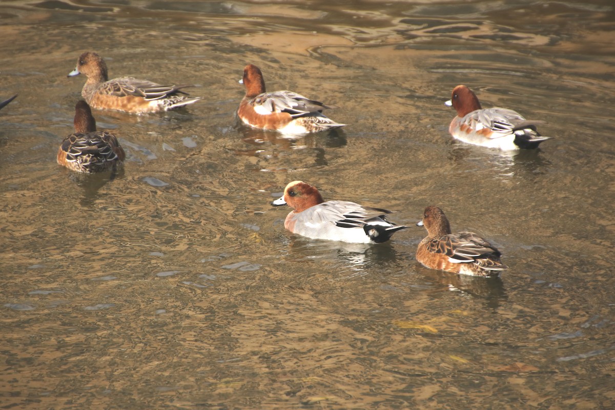 brunnakke - ML645987113