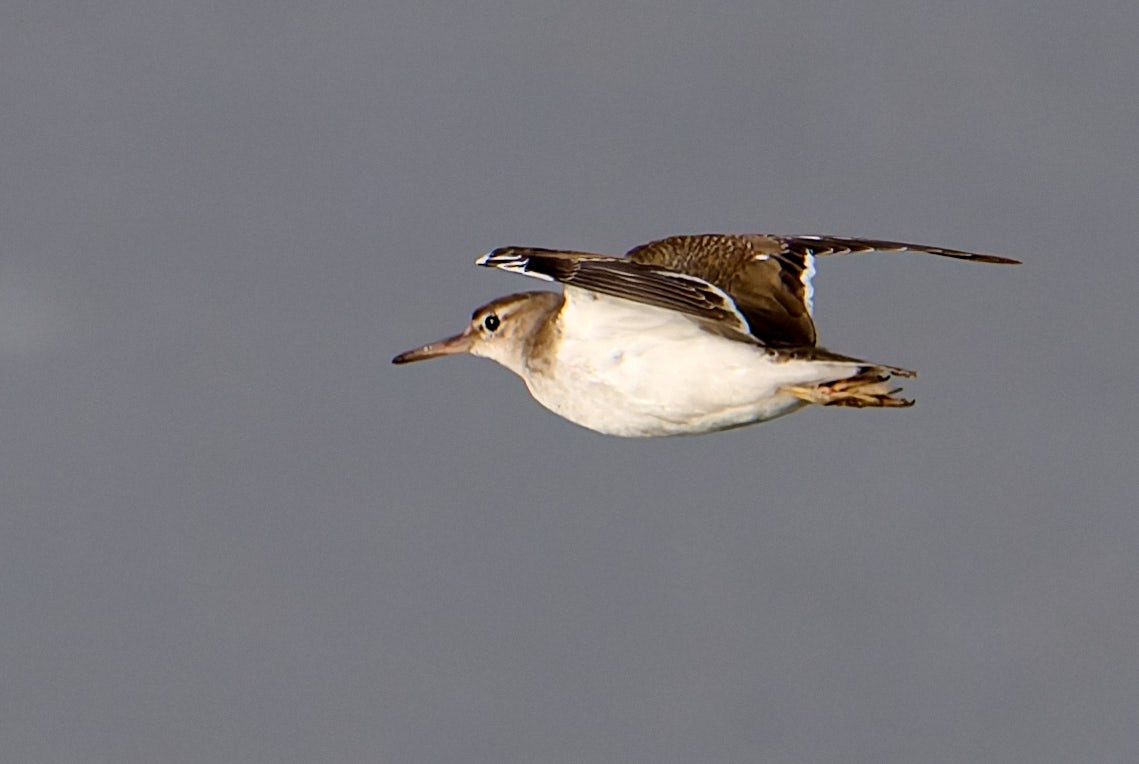 Spotted Sandpiper - ML645987115