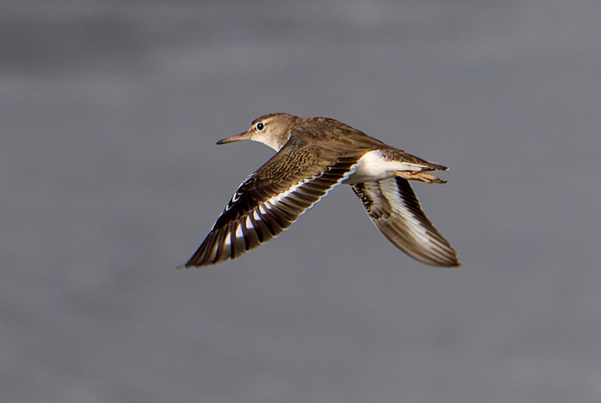 Spotted Sandpiper - ML645987116