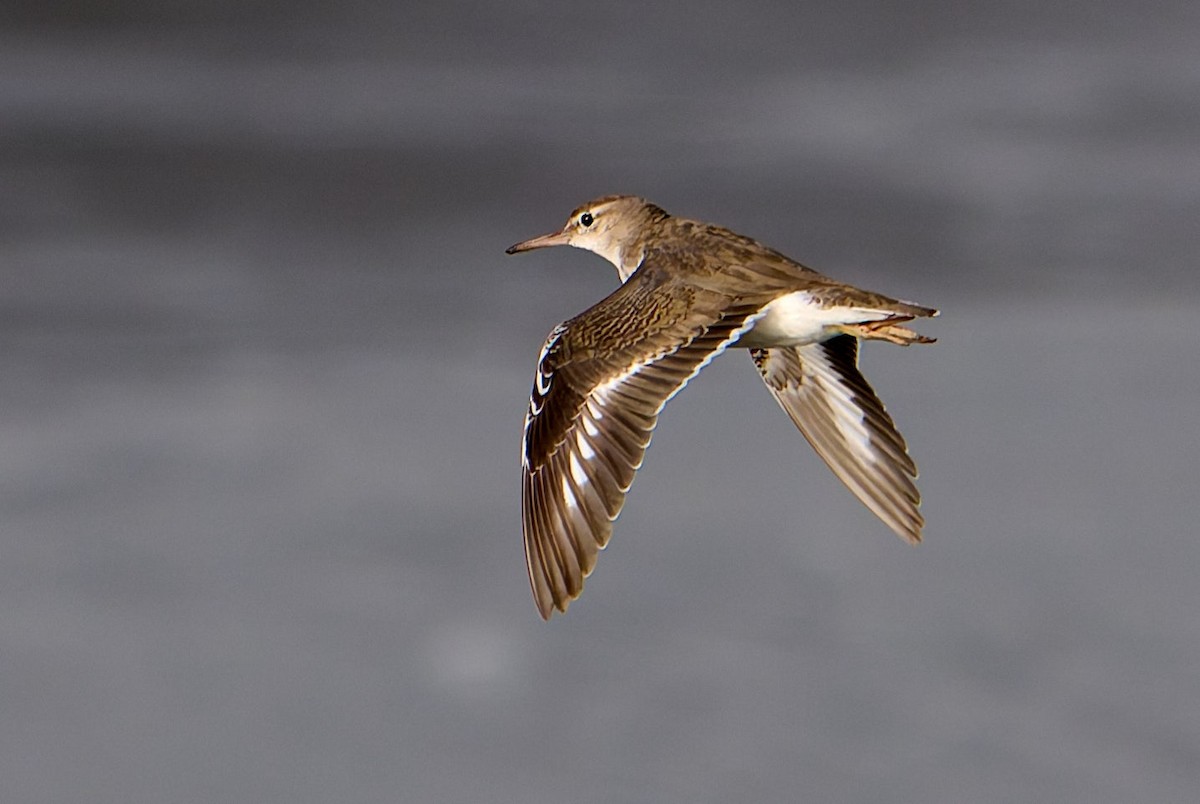 Spotted Sandpiper - ML645987117
