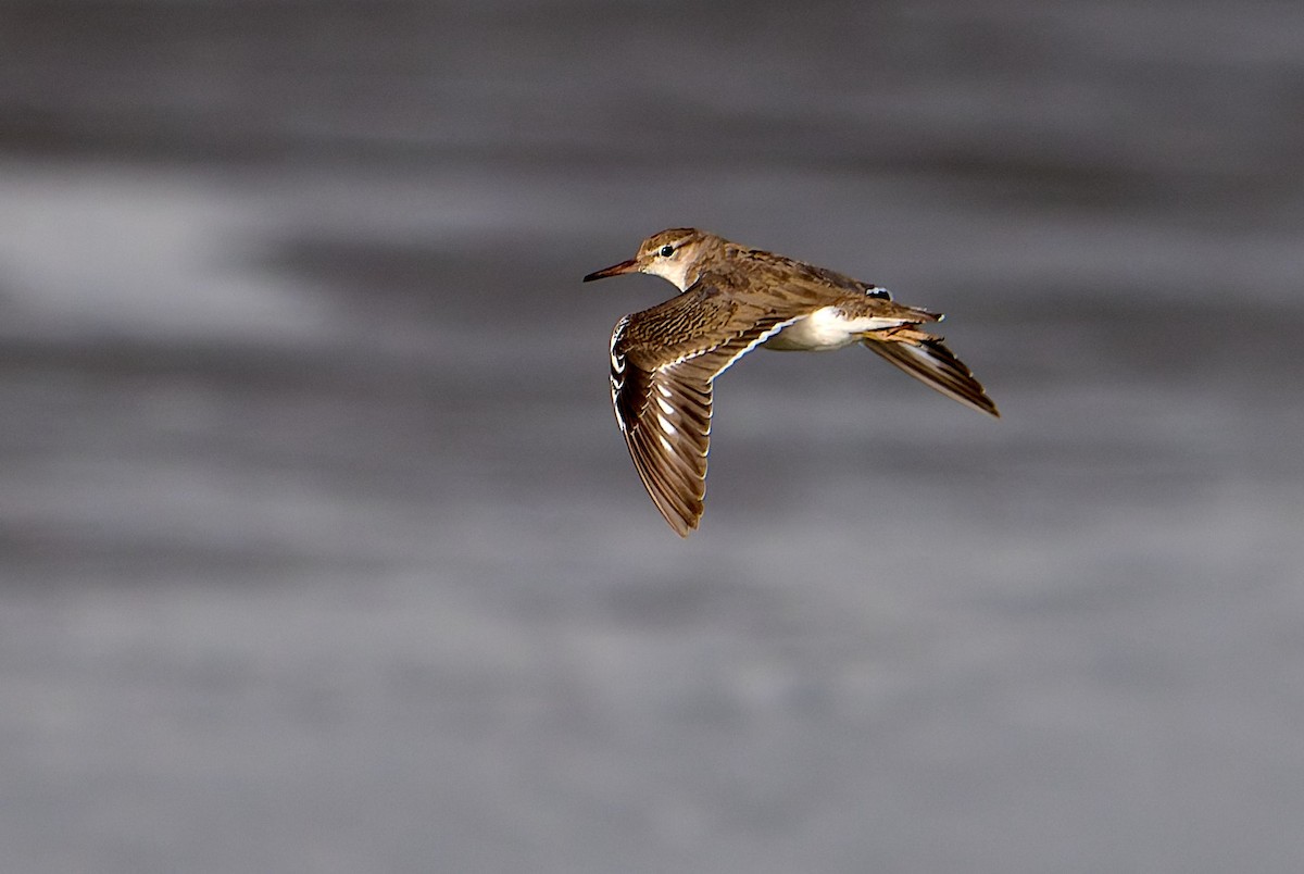 Spotted Sandpiper - ML645987118