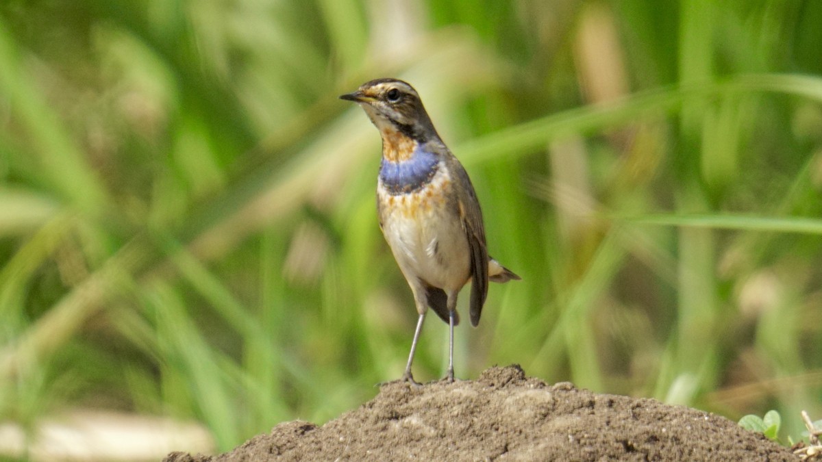 Pettazzurro - ML645987119