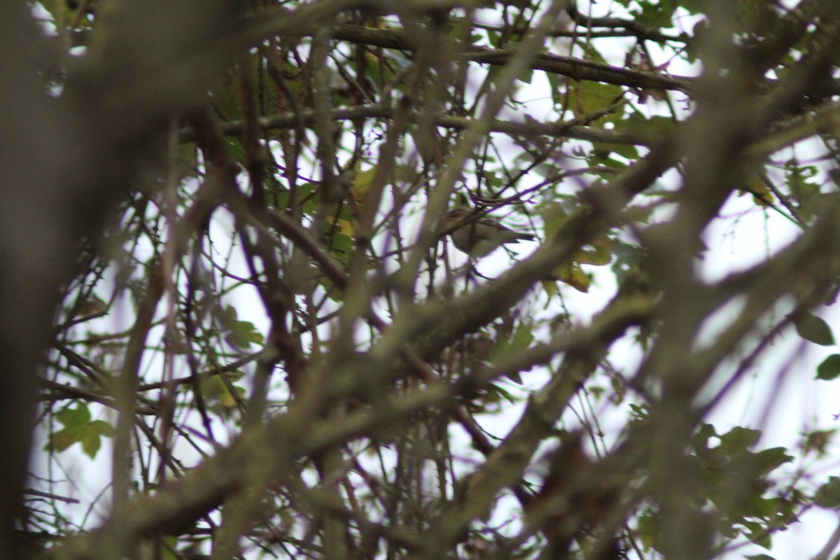 バフマユムシクイ - ML645987124