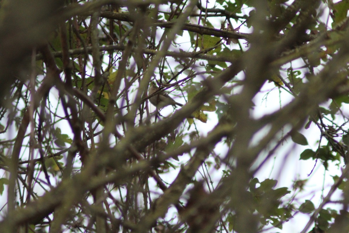 バフマユムシクイ - ML645987125