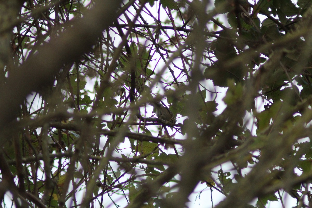 バフマユムシクイ - ML645987126