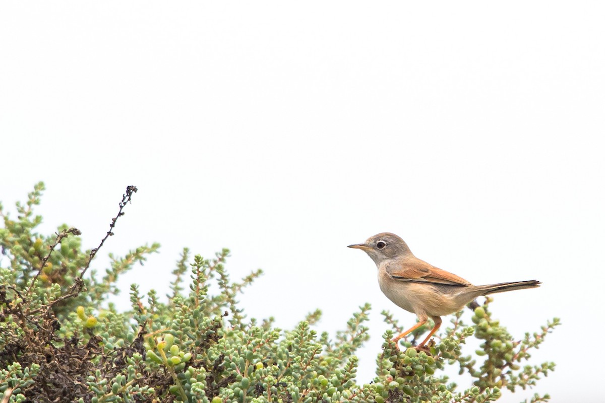 Bozkır Ötleğeni - ML645987128