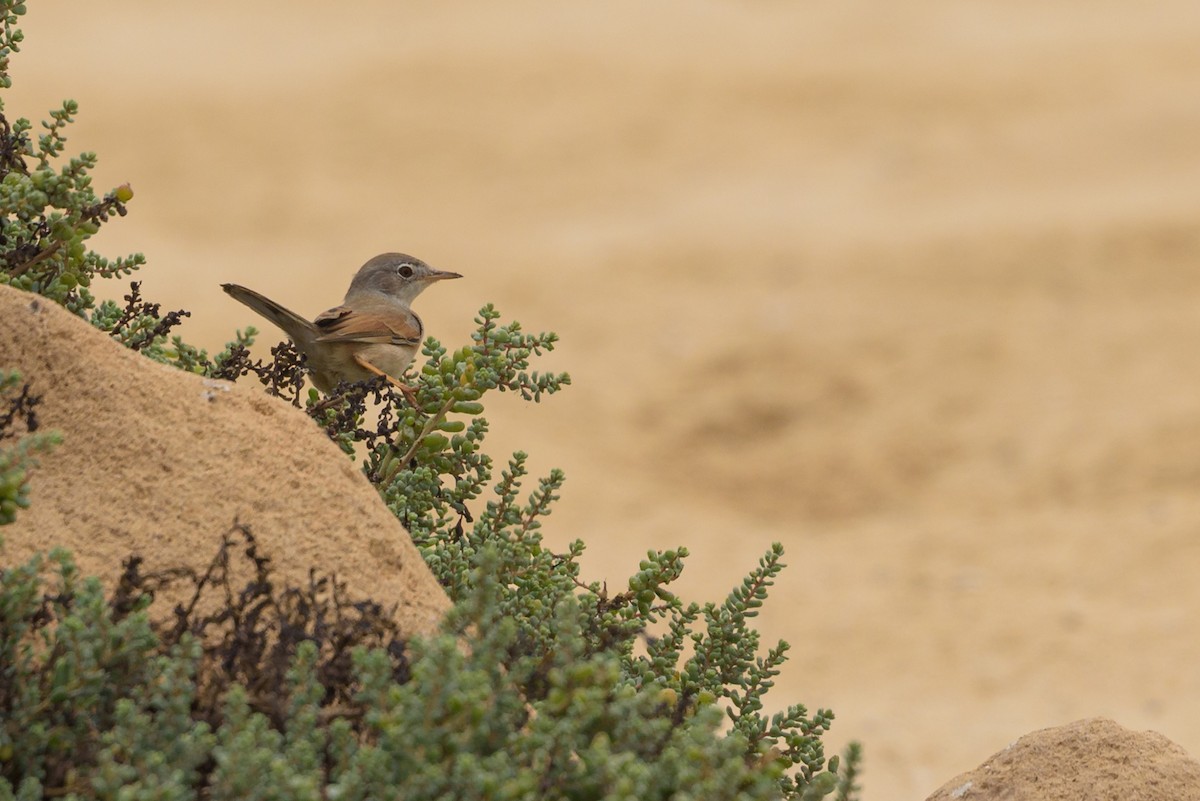 Bozkır Ötleğeni - ML645987129
