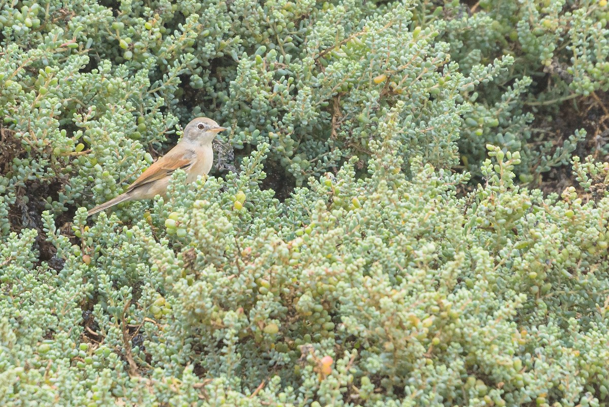 Bozkır Ötleğeni - ML645987130