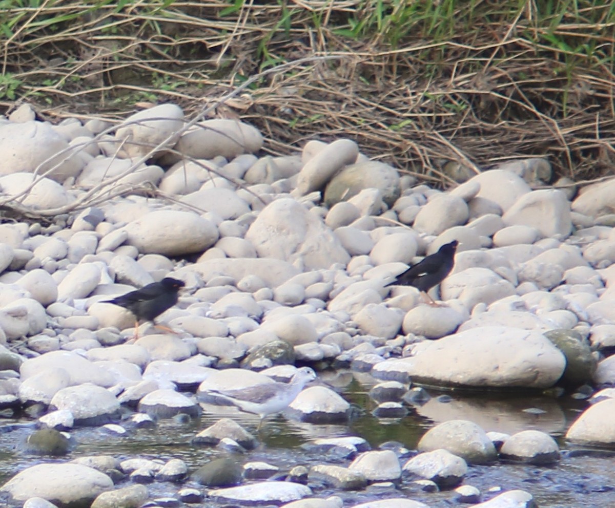 ハッカチョウ - ML645987133