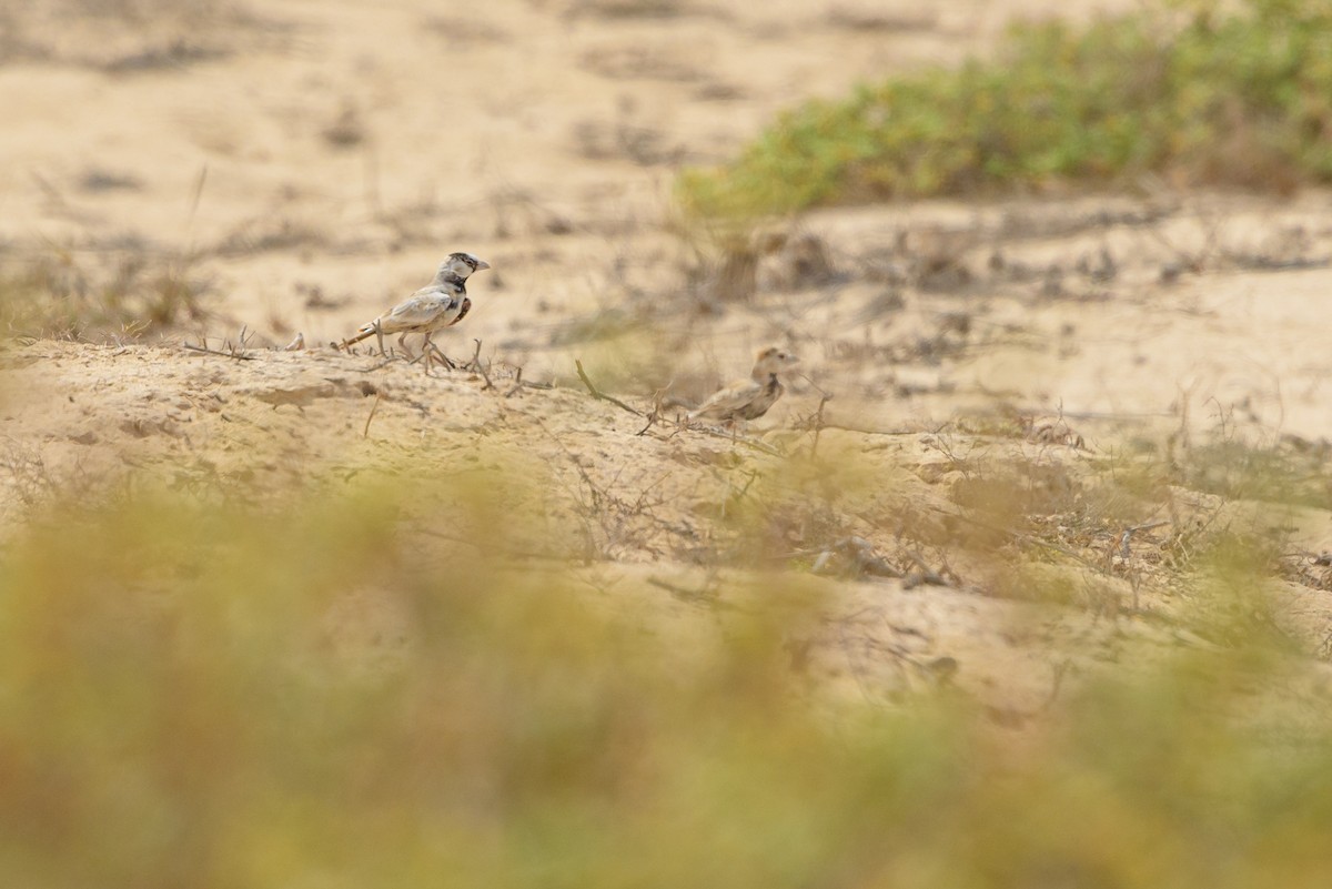 ズグロスズメヒバリ - ML645987134