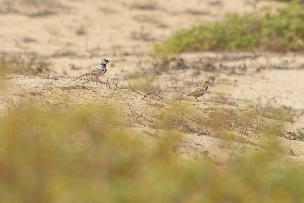 ズグロスズメヒバリ - ML645987135