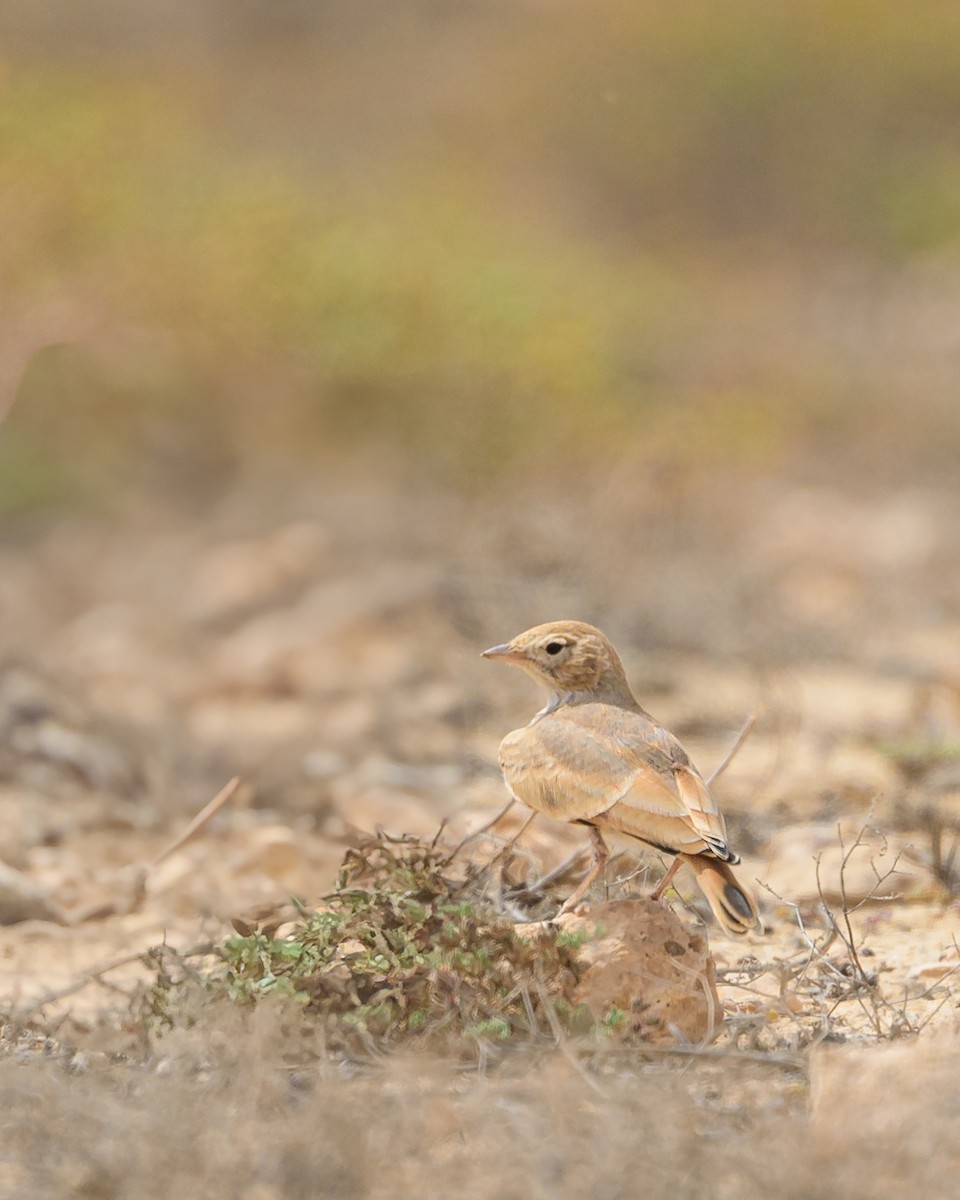 クロオビスナヒバリ - ML645987136
