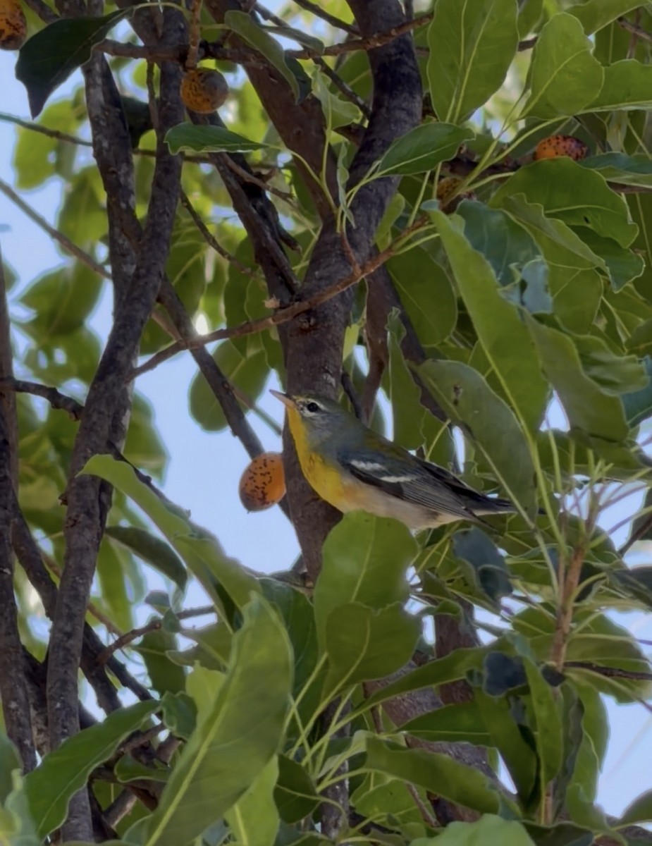 アサギアメリカムシクイ - ML645987137