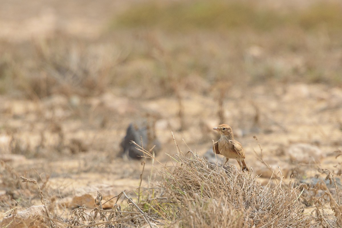 クロオビスナヒバリ - ML645987138