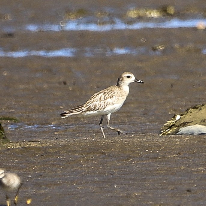 ダイゼン - ML645987139